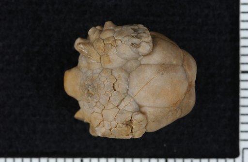 Dichocrinus cornigerus Shumard