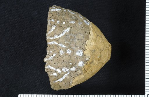 Scyphocrinus mutabilis Springer