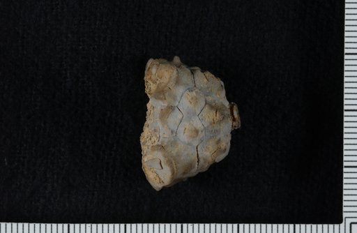 "Barycrinus" stellifer Miller