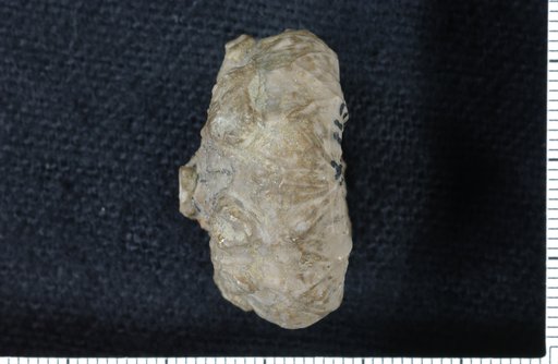 Stereocrinus barrisi Wachsmuth & Springer