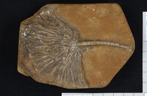 Actinocrinus gracilis Wachsmuth & Springer
