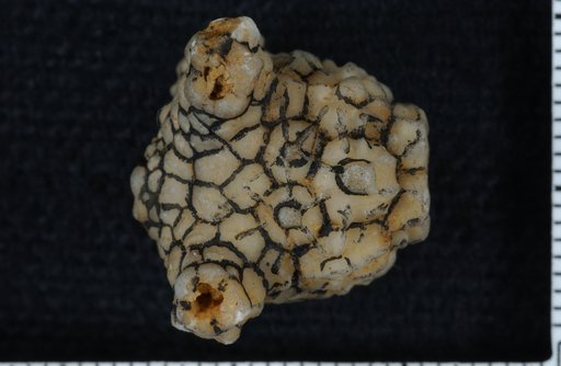 Steganocrinus albersi Miller & Gurley