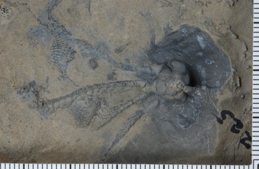 Histocrinus ? loganensis Webster