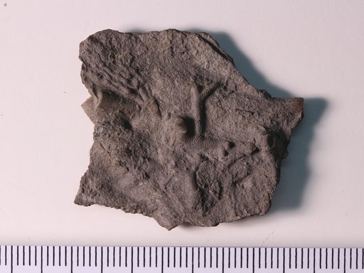 Heterocrinus geniculatus Ulrich