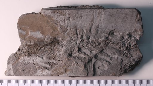 Heterocrinus geniculatus Ulrich