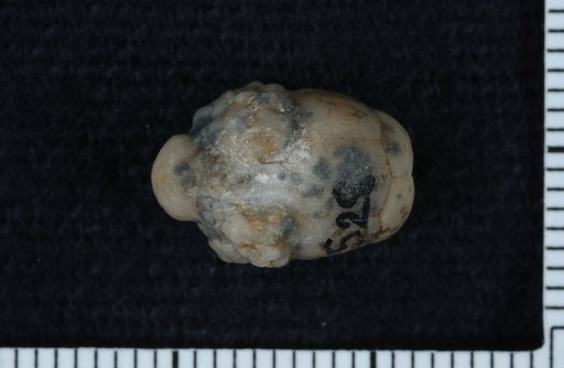 Talarocrinus decornis Wachsmuth & Springer