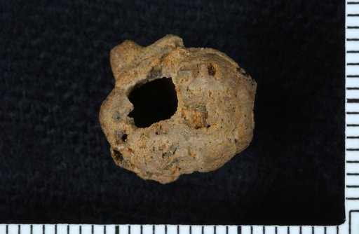 Talarocrinus elegans spinigerus Ulrich
