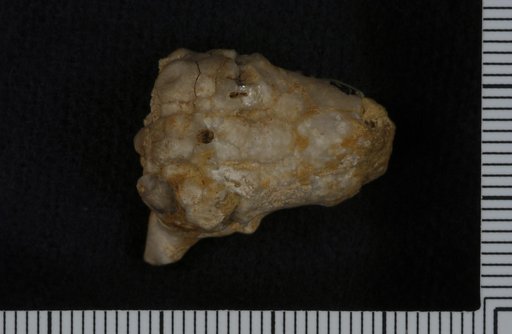 Actinocrinus desidertus Hall