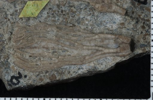 Isotomocrinus typus Ulrich