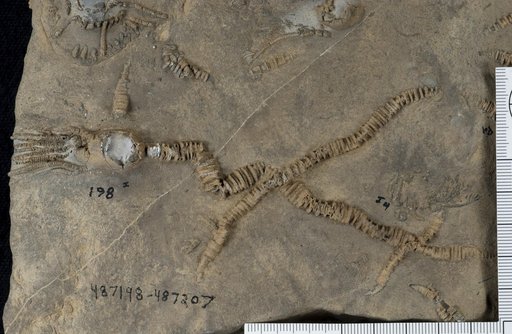 Platycrinites portiotortuosus Webster