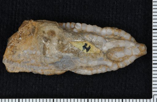 Dendrocrinus nodobrachiatus Ringueberg