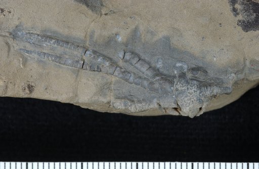 Paracosmetocrinus rotundus Webster