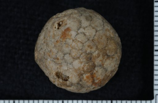Steganocrinus globosus Wachsmuth & Springer