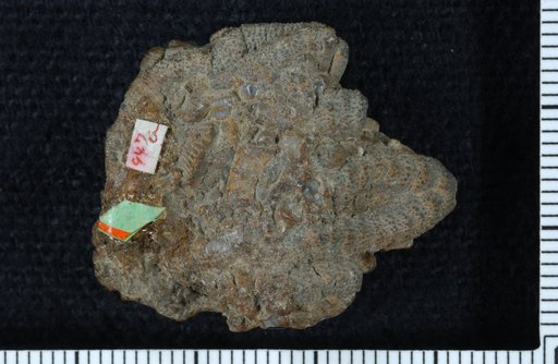 Taxocrinus pustulosus Springer