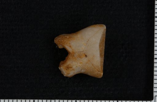 Cheirocrinus dactylus Hall