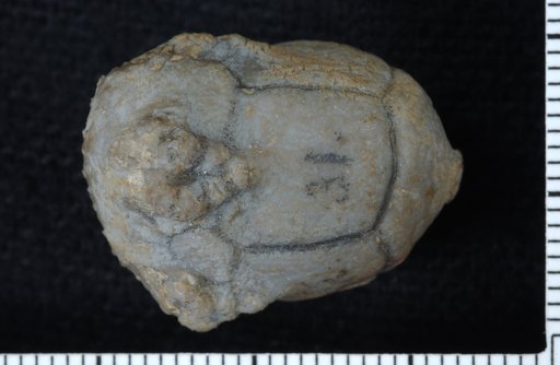 Platycrinus peculiaris Wachsmuth & Springer