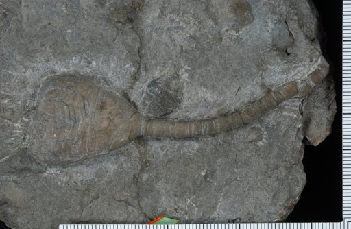 Lecanocrinus solidus Ringueberg