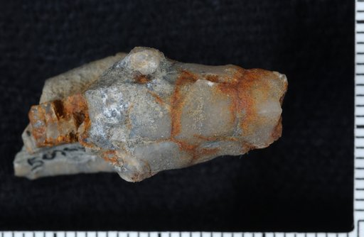 Poteriocrinites horowitzi Ausich Et Al