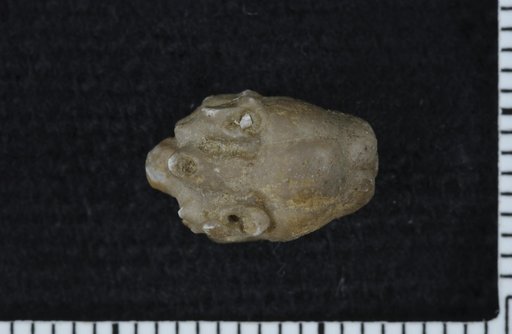 Talarocrinus dewolfi Ulrich