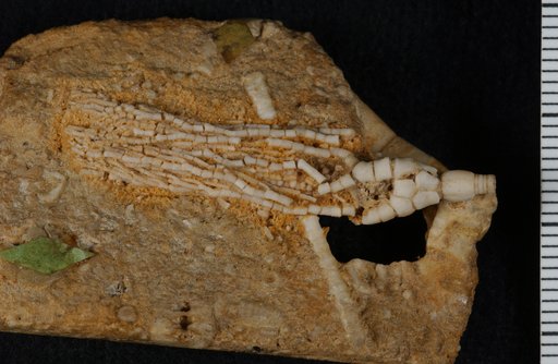 Atelestocrinus delicatus Wachsmuth & Springer