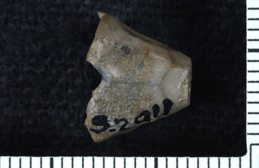 Phimocrinus americanus Springer