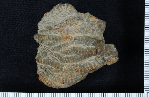 Taxocrinus pustulosus Springer