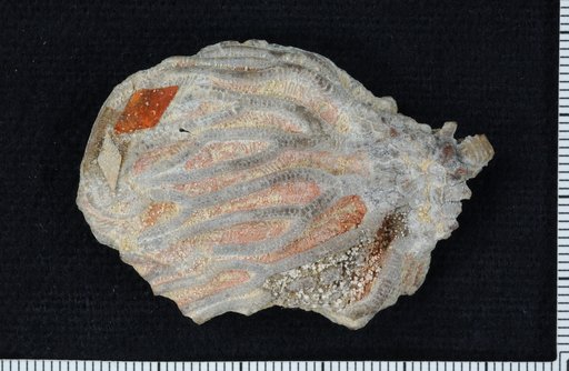 Eudimerocrinus multibrachiatus Springer