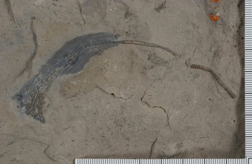 Bridgerocrinus jamisoni Webster
