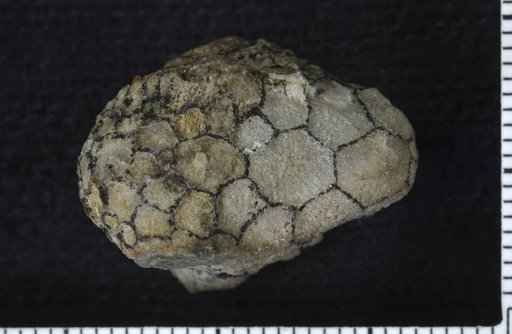 Lampterocrinus inflatus var. minor Foerste