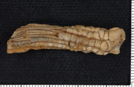Cremacrinus punctatus Ulrich