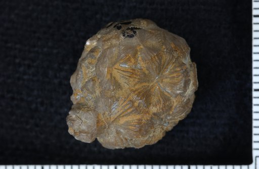 Palaeocrinus planobasalis Brower & Veinus