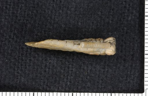 Cremacrinus tubuliferus Springer