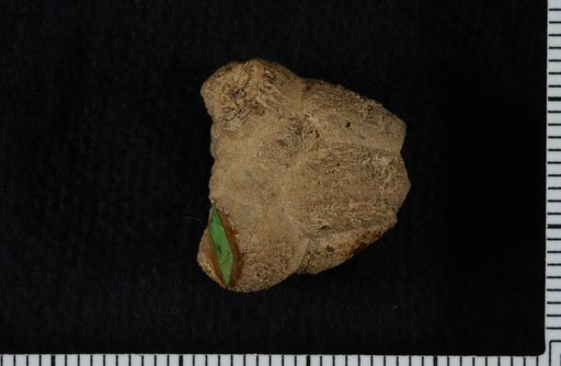 Atelestocrinus robustus Wachsmuth & Springer