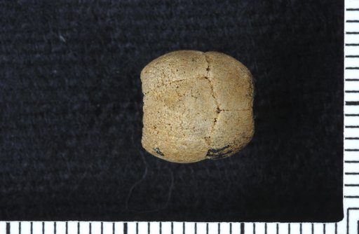 Talarocrinus symmetricus Lyon & Casseday