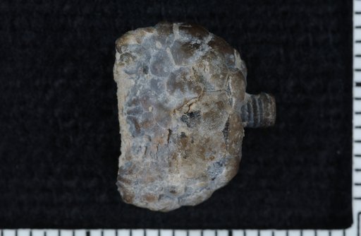 Rhodocrinus benedicti Miller