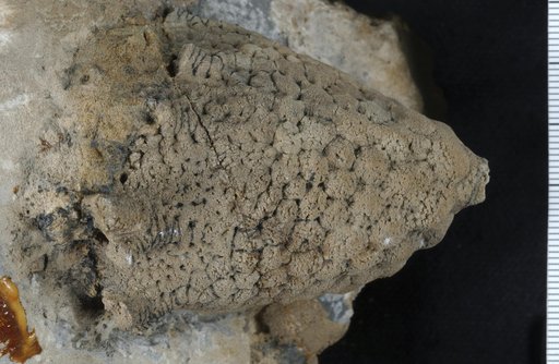Scyphocrinus mutabilis Springer