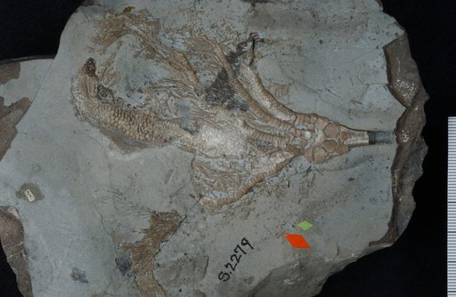 Ottawacrinus billingsi Springer