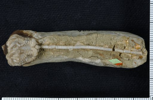 Pycnosaccus welleri Springer