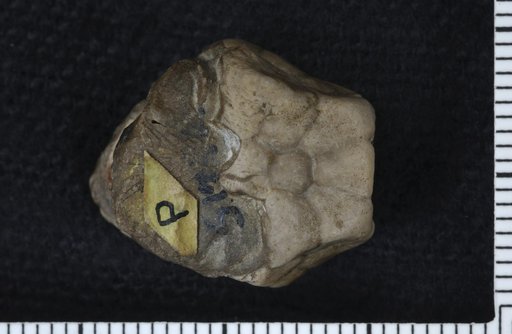 Euryocrinus barrisi Springer
