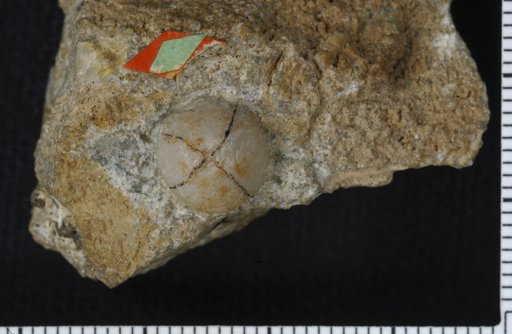 Edriocrinus explicatus Springer