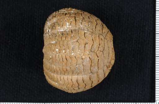 Cyathocrinus tiaraeformis Troost