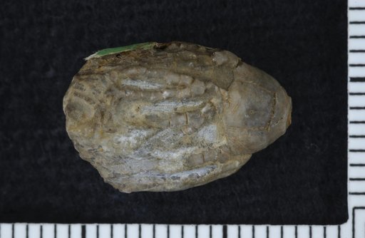 Platycrinus haydeni Meek