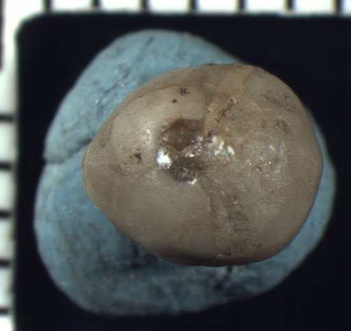 Clithrocrinus pyriformis Kirk
