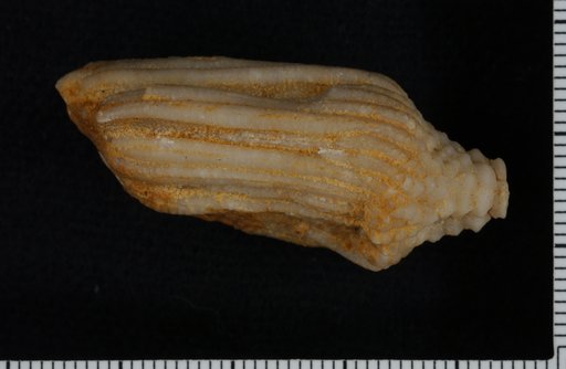 Actinocrinus rusticus Hall