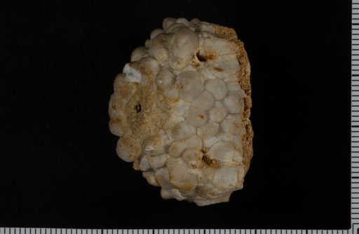 Agaricocrinus bellatrema var. major Wachsmuth & Springer