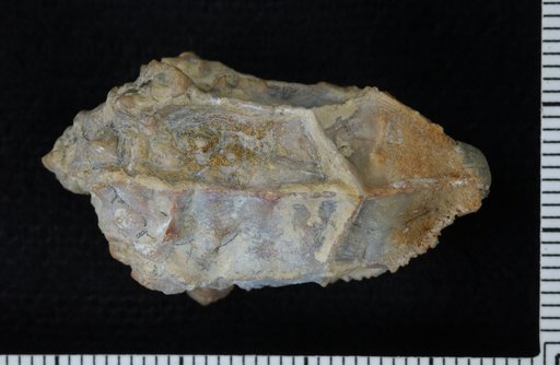 Lampterocrinus roemeri Springer