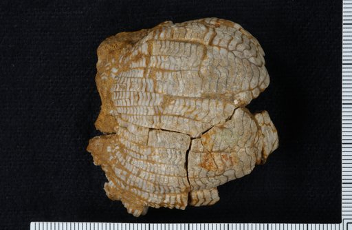 Ichthyocrinus nobilis Wachsmuth & Springer