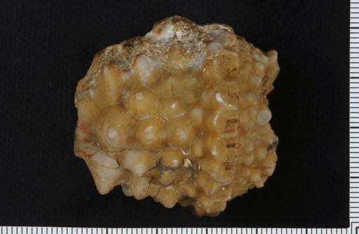 Actinocrinus obesus Keyes