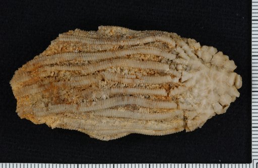 Cactorcrinus limabrachiatus Hall