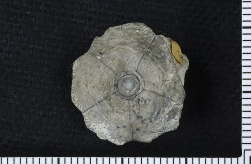 Marsipocrinus concavus Springer